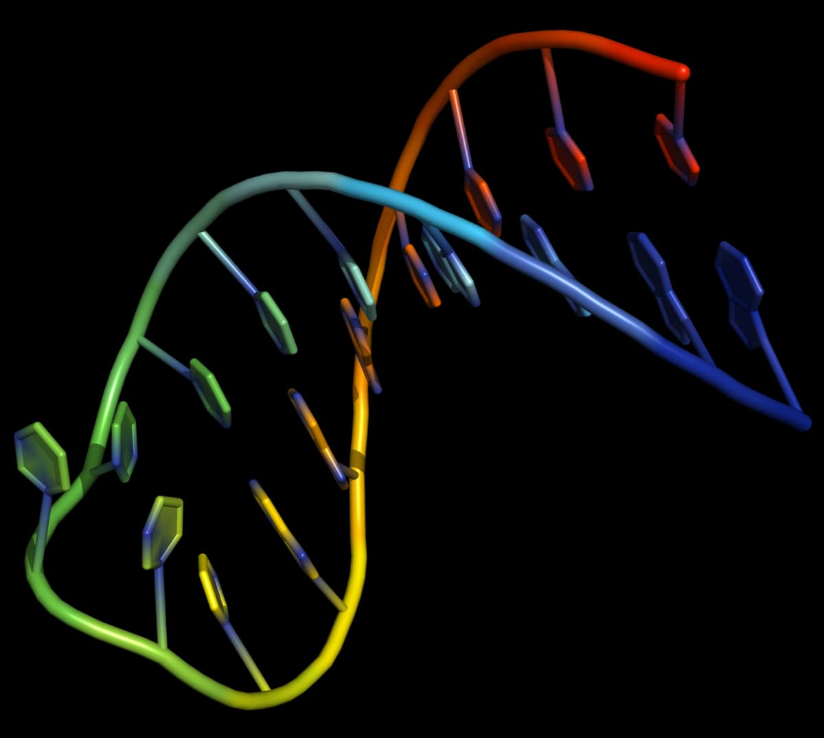 Hairpin loop 3D representation of a hairpin loop in an AT-rich DNA oligonucleotide.