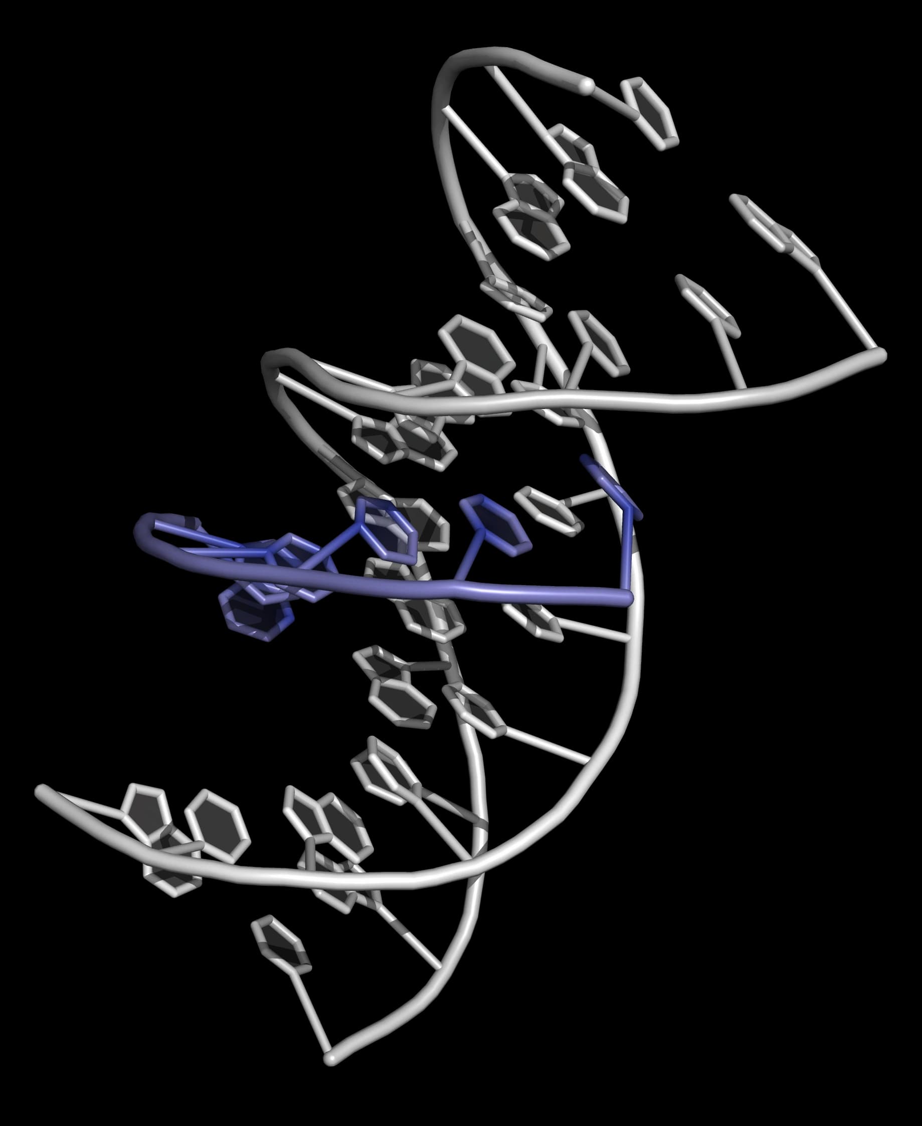 3d representation of a DNA triplex The strands of the DNA duplex are shown in white; the third (triplex-forming) strand is shown in blue.