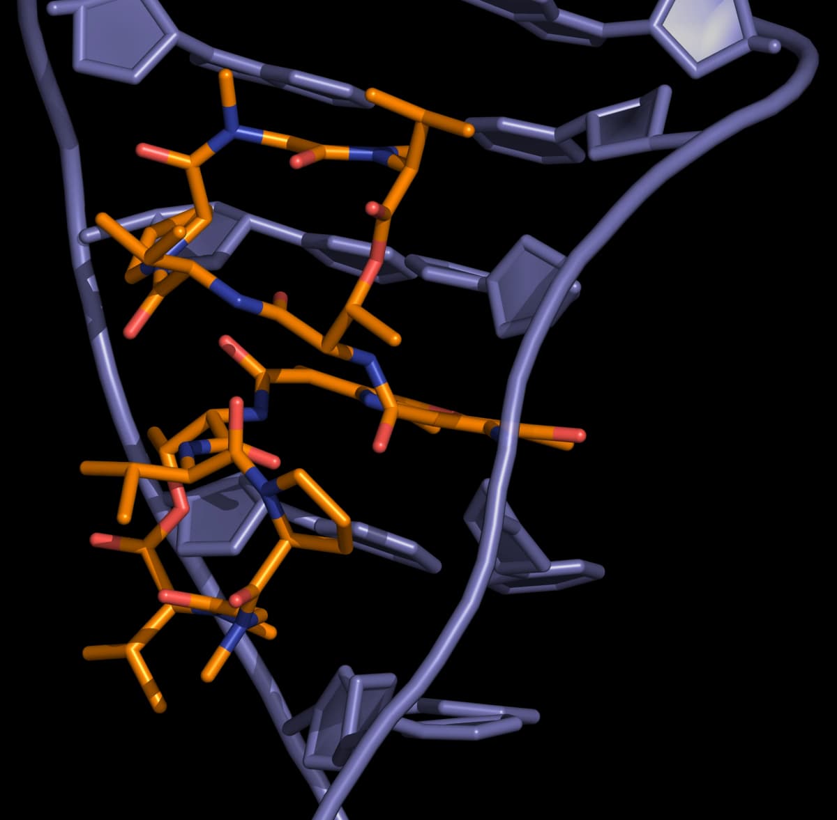 Actinomycin DNA binding View from the three-dimensional structure of a complex between actinomycin D (orange) and a DNA duplex, showing the intercalation of actinomycin D in double-stranded DNA.