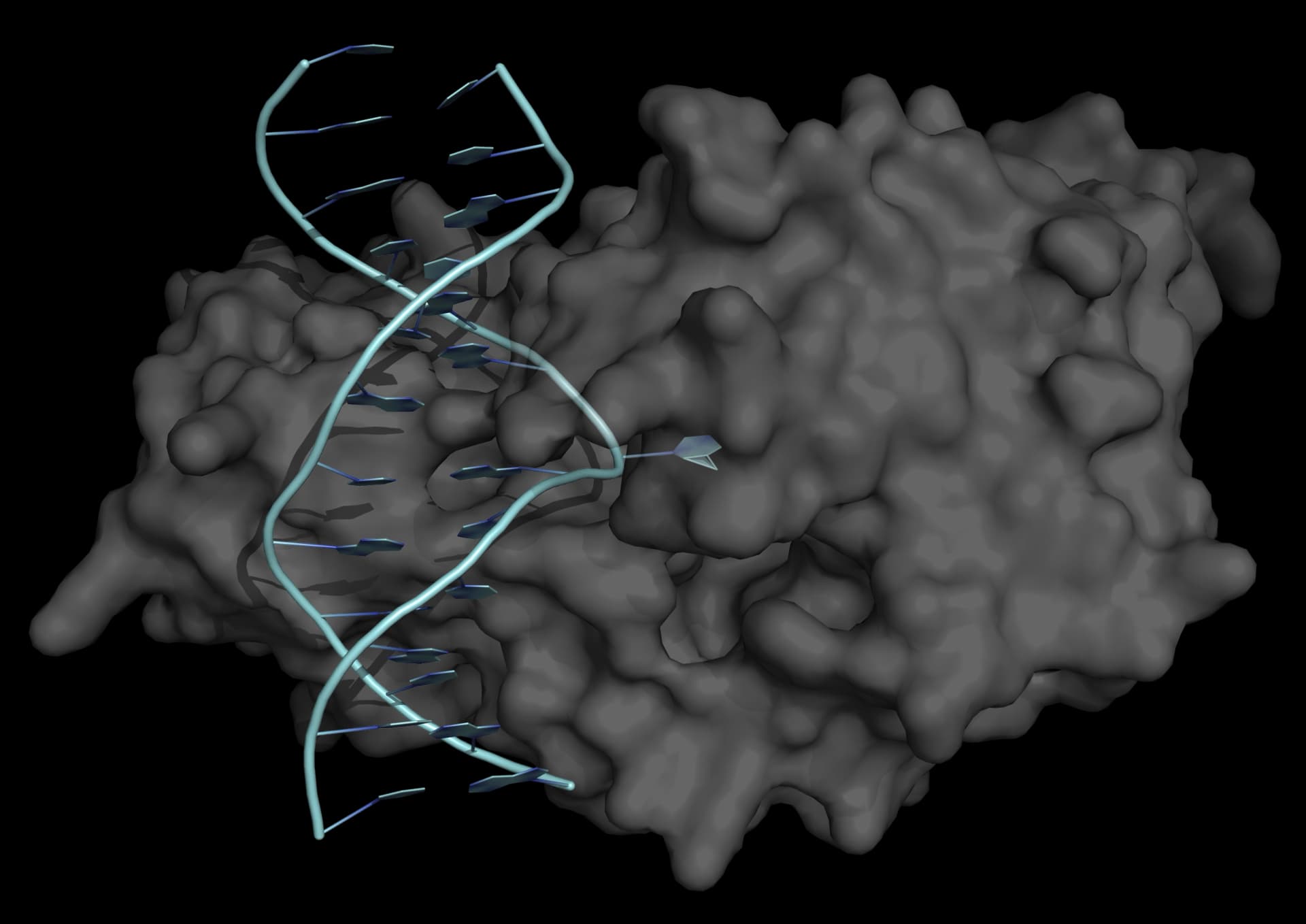 Base flipping in DNA methylation The crystal structure of the complex between the methyltransferase from Hha I and double-stranded DNA (blue) shows that one cytosine base (orange) is flipped out of the double helix, and binds in the enzyme's active site.