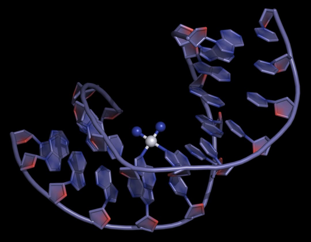 Cisplatin DNA binding View from the three-dimensional structure of a cisplatin intra-strand adduct. The platinum atom is shown as a white sphere; the NH3 ligands are shown as blue spheres.