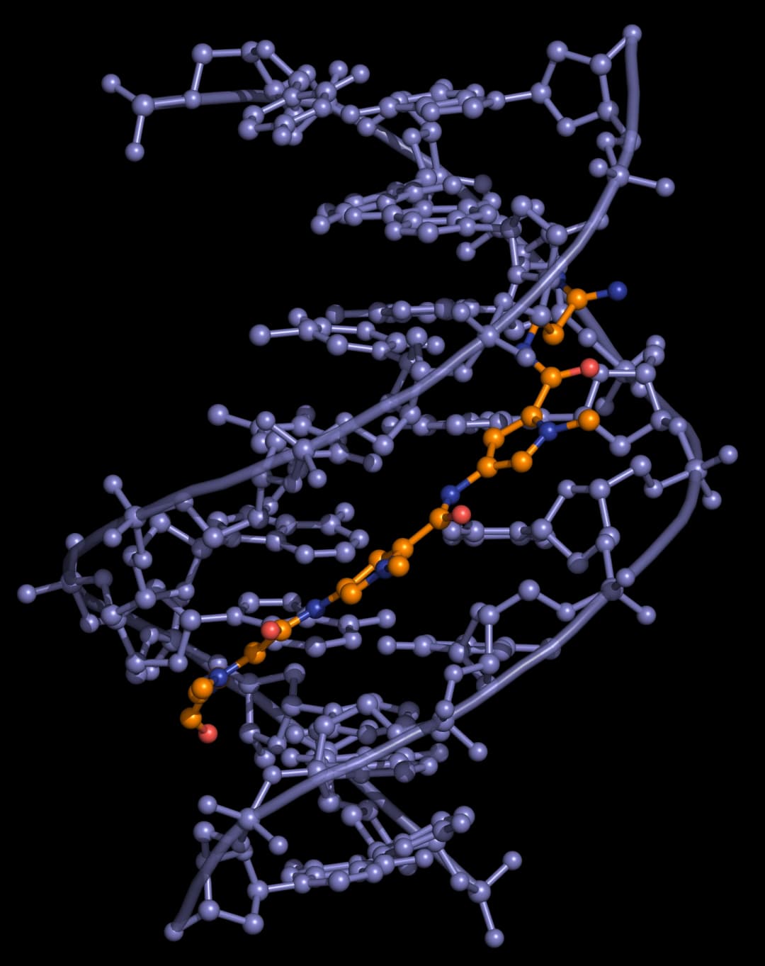 Distamycin DNA binding View from the three-dimensional structure of a complex between distamycin (orange) and a DNA duplex, showing the binding of distamycin in the minor groove.