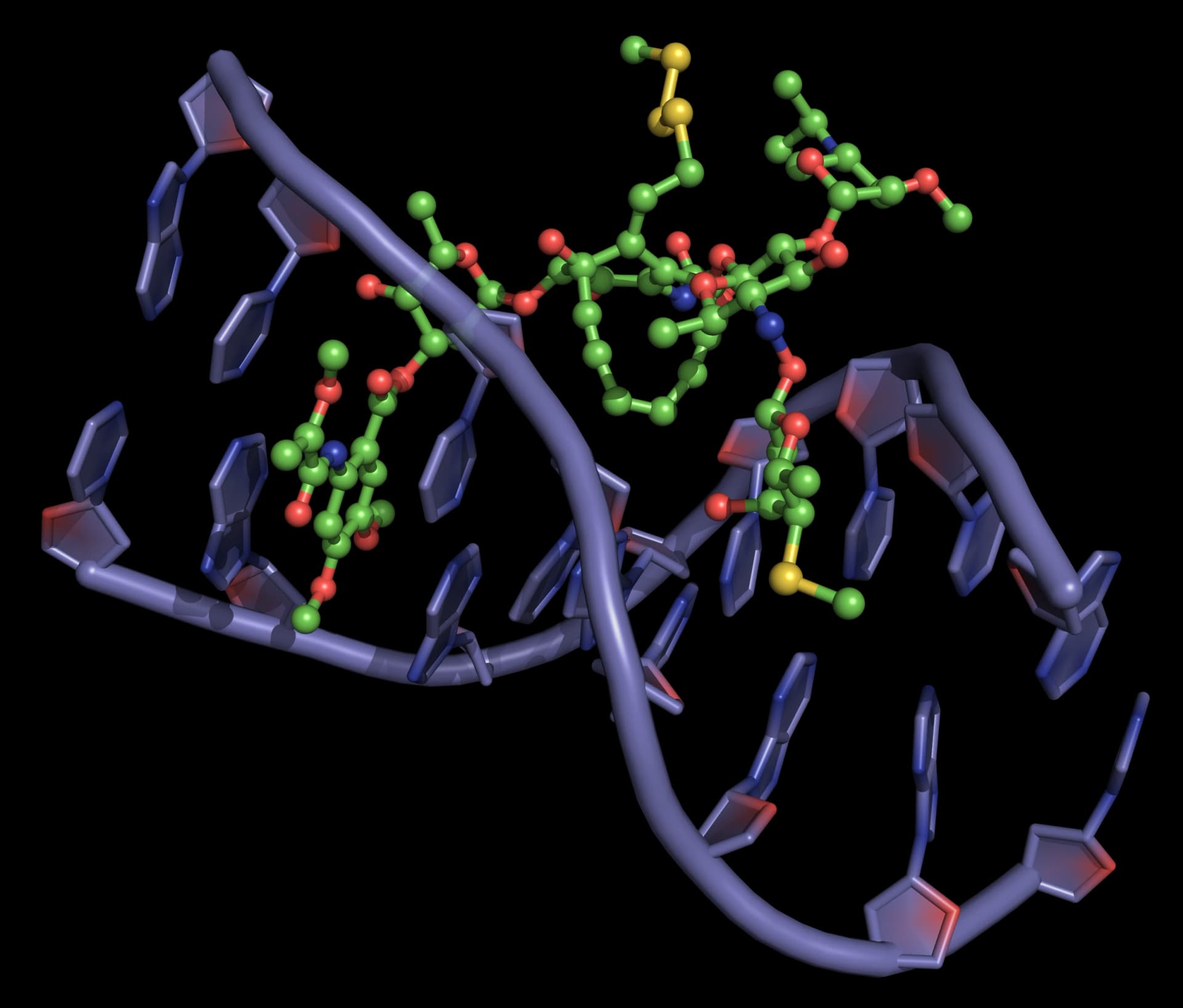 Esperamicin DNA binding View from the three-dimensional structure of a complex between esperamicin A1 (green) and a DNA duplex, showing the binding of esperamicin A1 in the minor groove of double-stranded DNA.