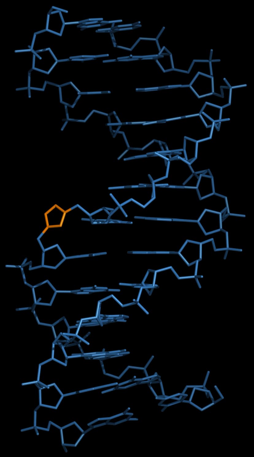 Three-dimensional structure of a triazole-linked DNA:DNA duplex One of the two DNA strands contains a single triazole linkage (coloured orange).