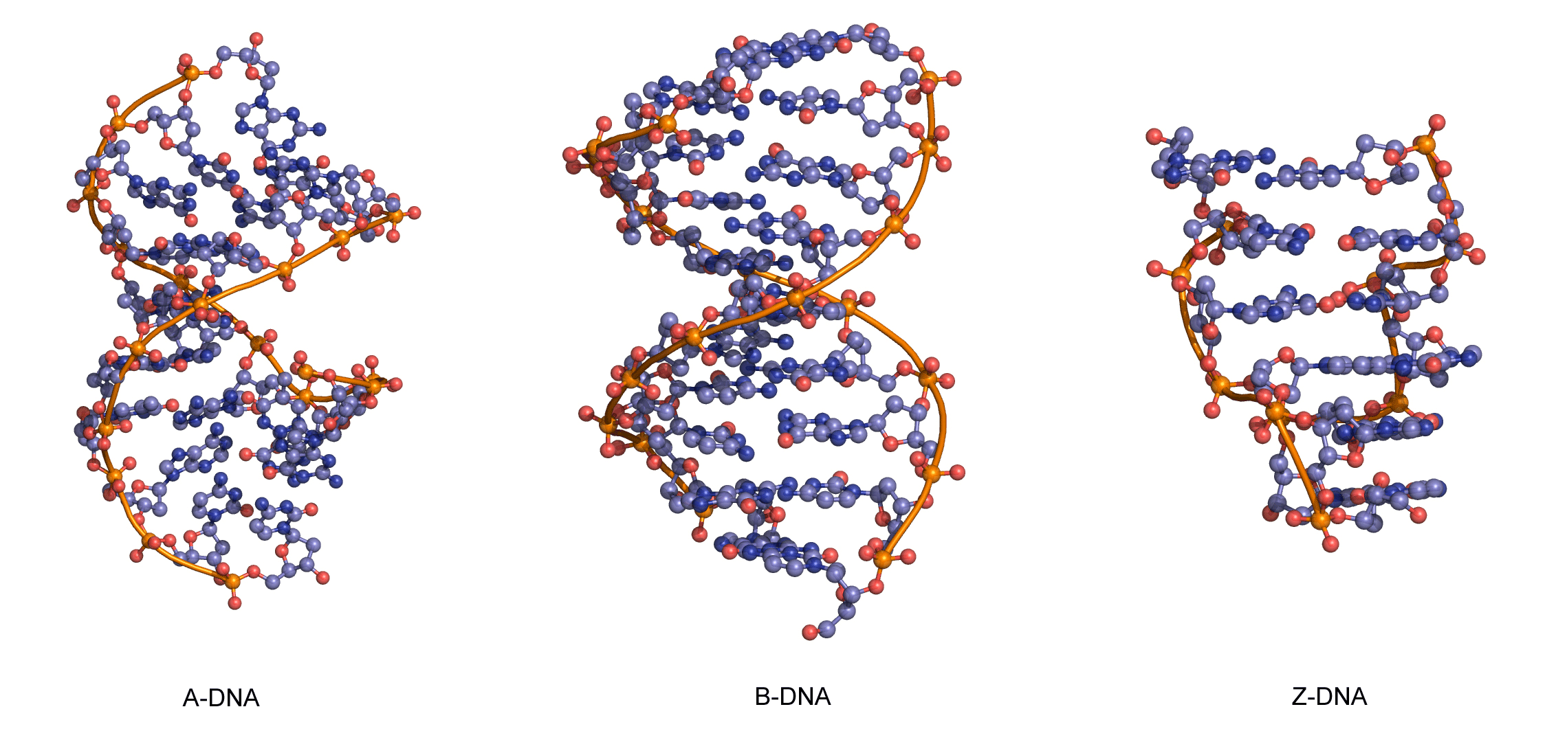 Three-dimensional structures of A-DNA, B-DNA and Z-DNA