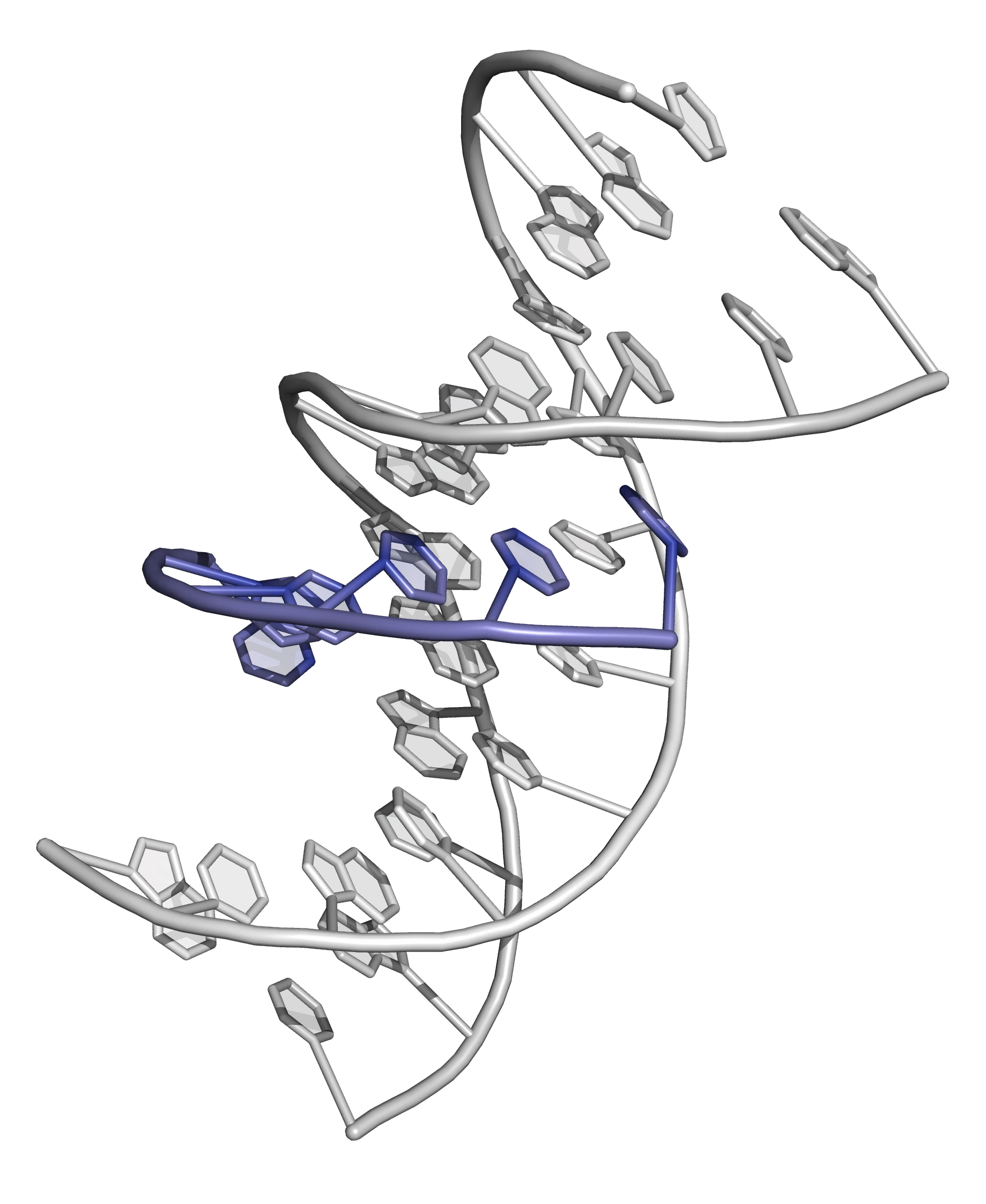 {3d representation of a DNA triplex}. The strands of the DNA duplex are shown in white; the third (triplex-forming) strand is shown in blue.