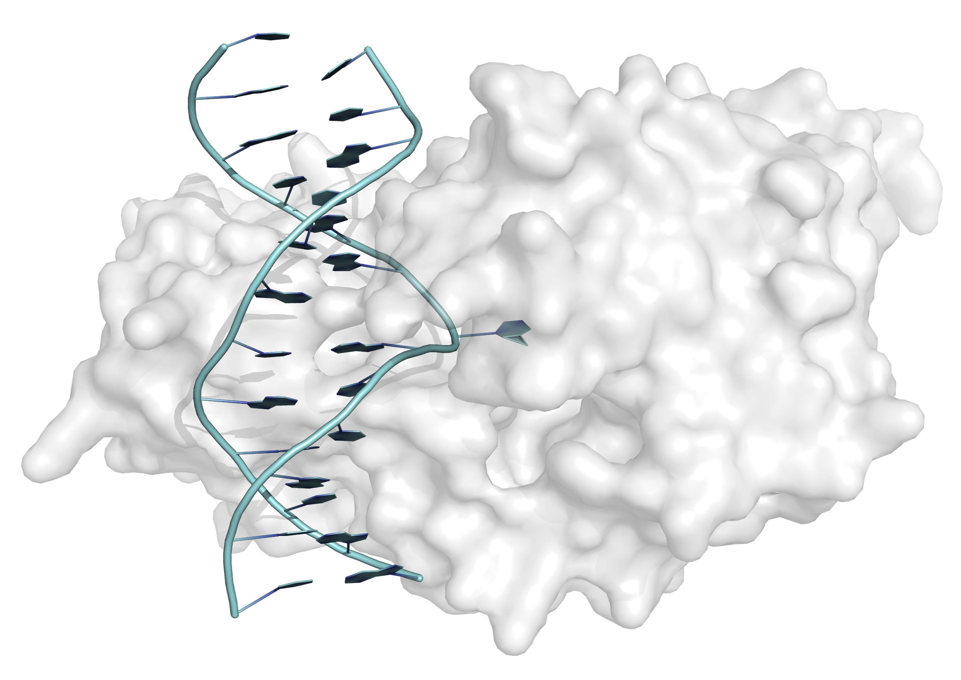 The crystal structure of the complex between the methyltransferase from Hha I and double-stranded DNA (blue) shows that one base (orange) is flipped out of the double helix, and binds in the enzyme's active site.