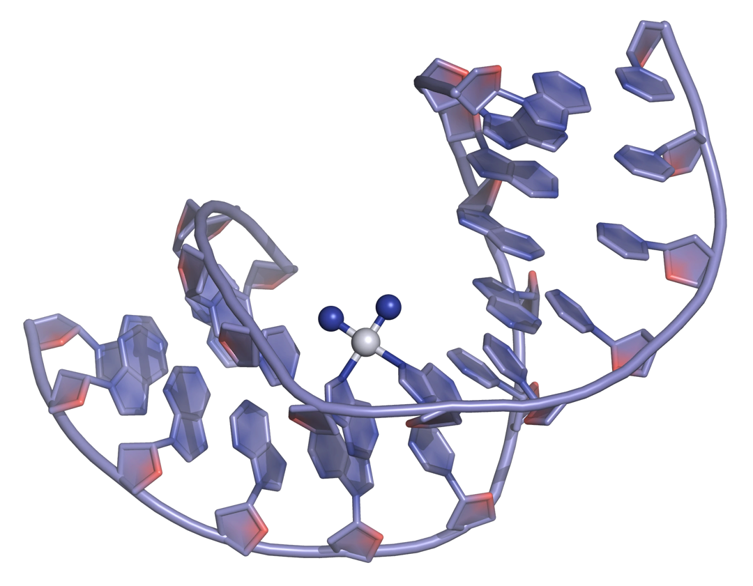 Cisplatin DNA binding