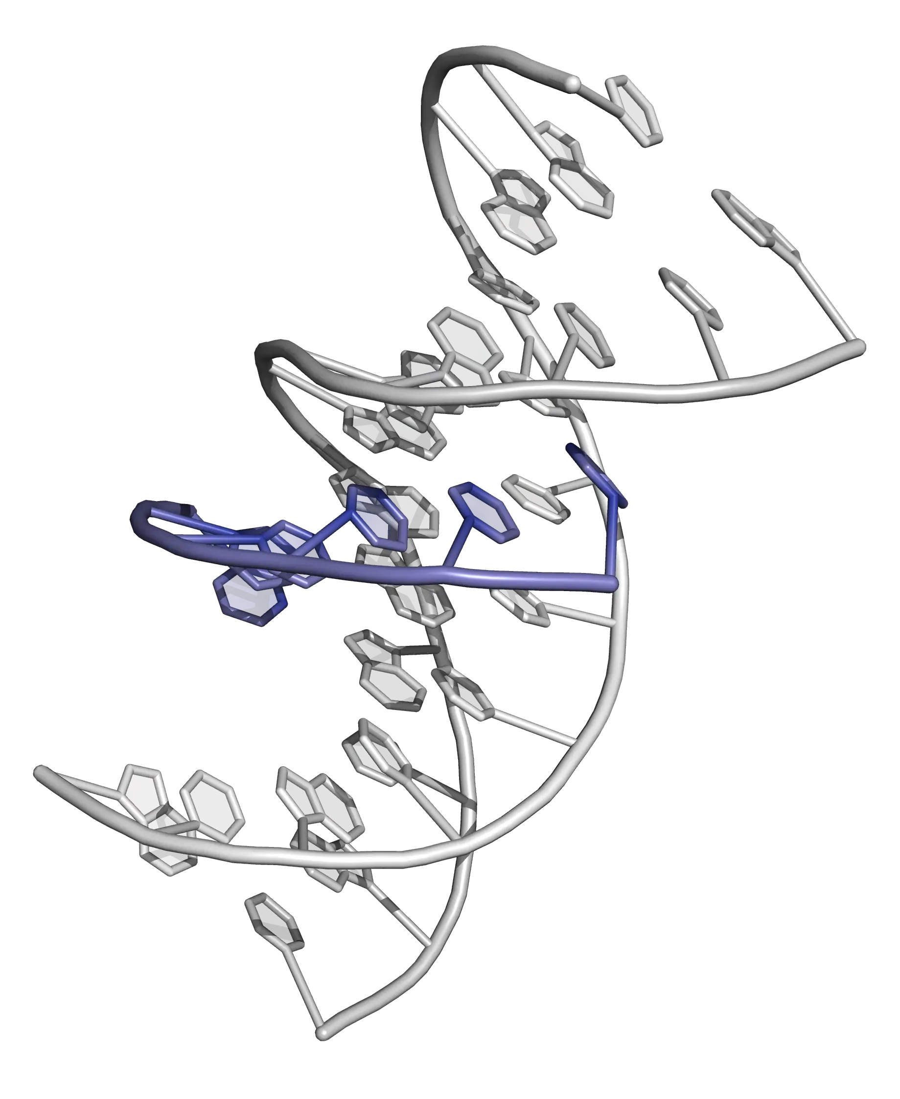 3d representation of a DNA triplex The strands of the DNA duplex are shown in white; the third (triplex-forming) strand is shown in blue.