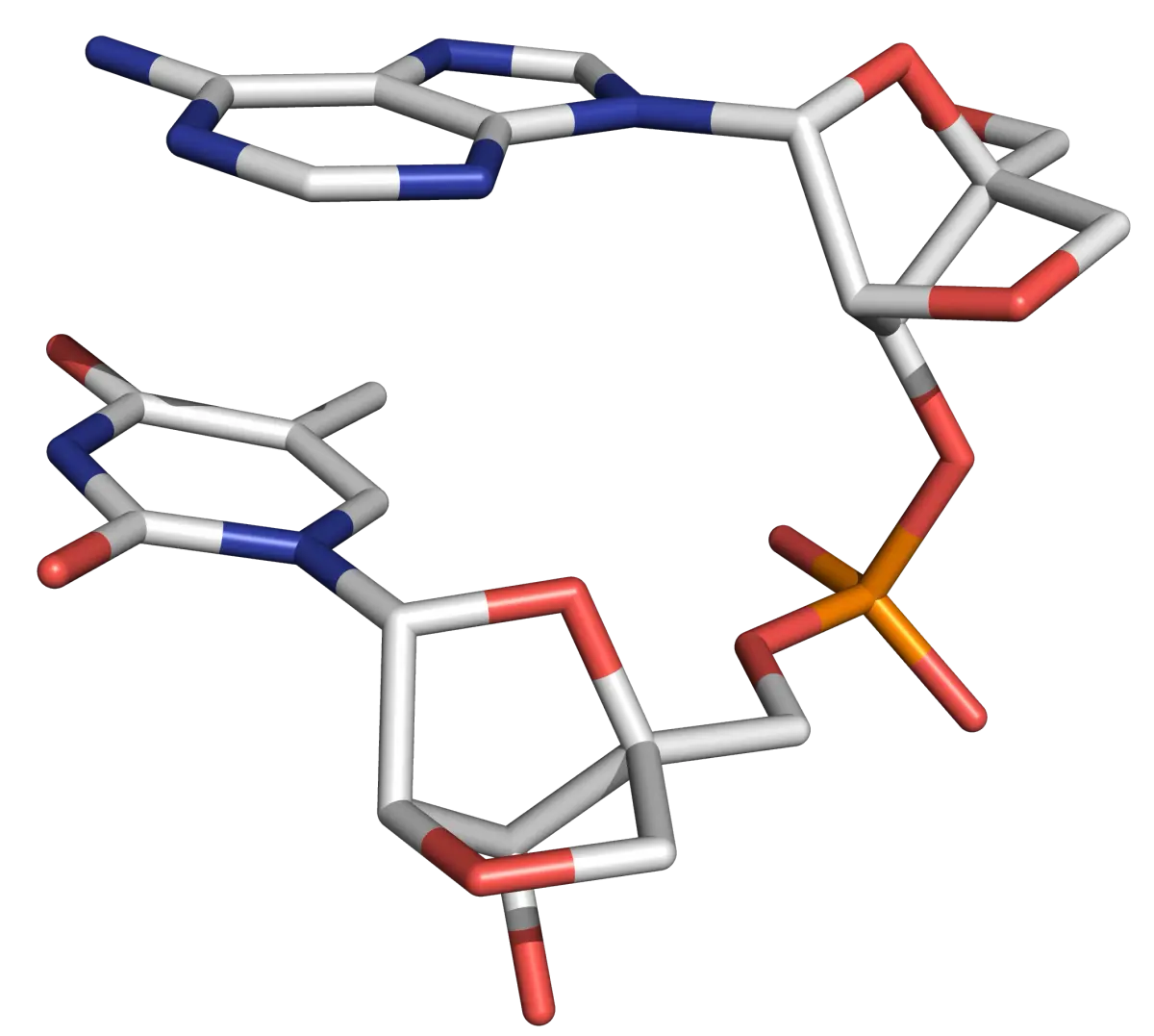 Three-dimensional structure of an LNA oligonucleotide Two successive bases are shown, each attached to a locked bicyclic C3'-endo sugar, with a phosphate group connecting the sugars.