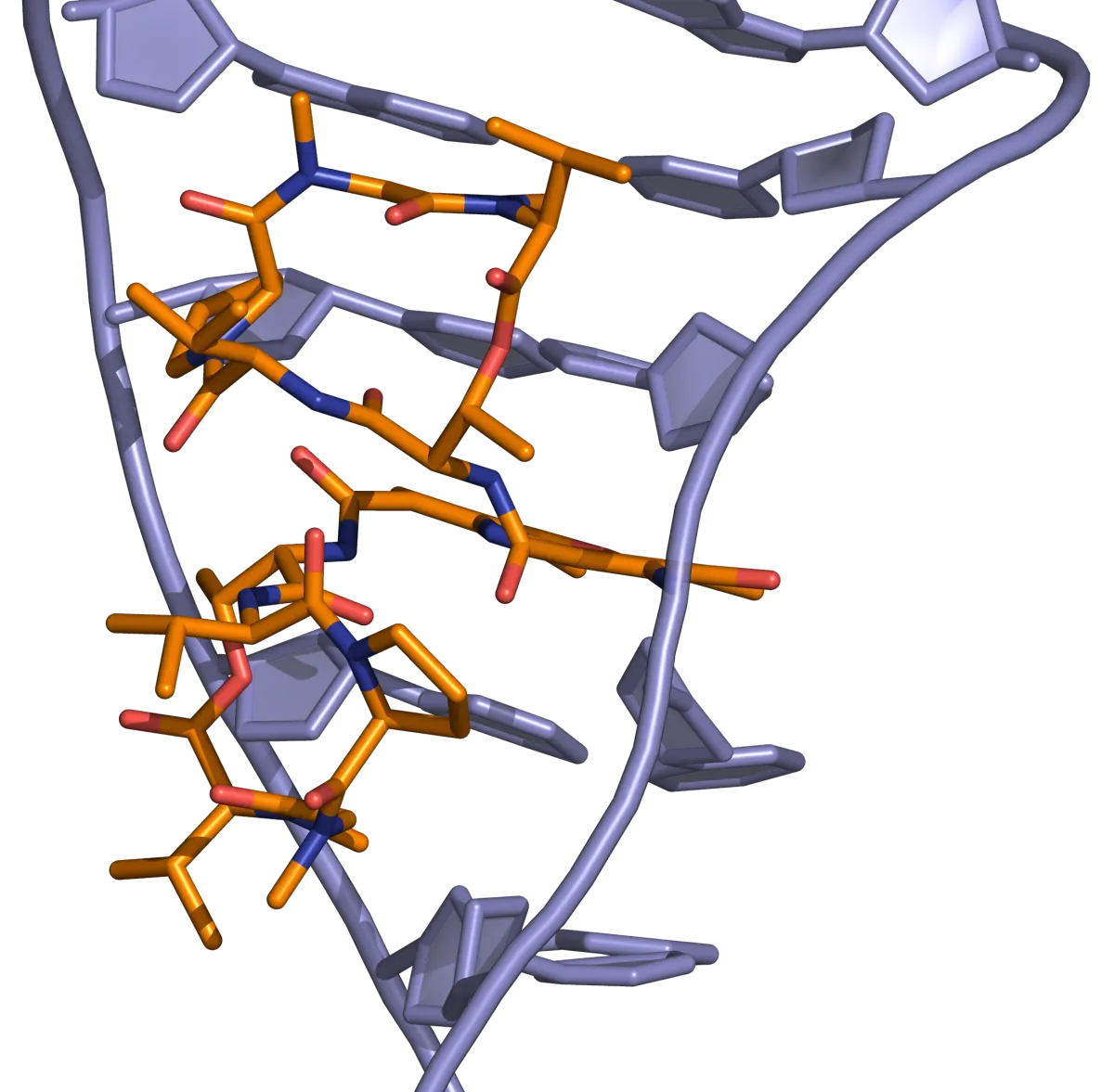 Actinomycin DNA binding View from the three-dimensional structure of a complex between actinomycin D (orange) and a DNA duplex, showing the intercalation of actinomycin D in double-stranded DNA.