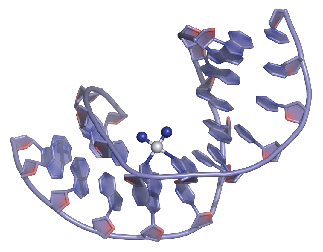 Cisplatin DNA binding View from the three-dimensional structure of a cisplatin intra-strand adduct. The platinum atom is shown as a white sphere; the NH3 ligands are shown as blue spheres.