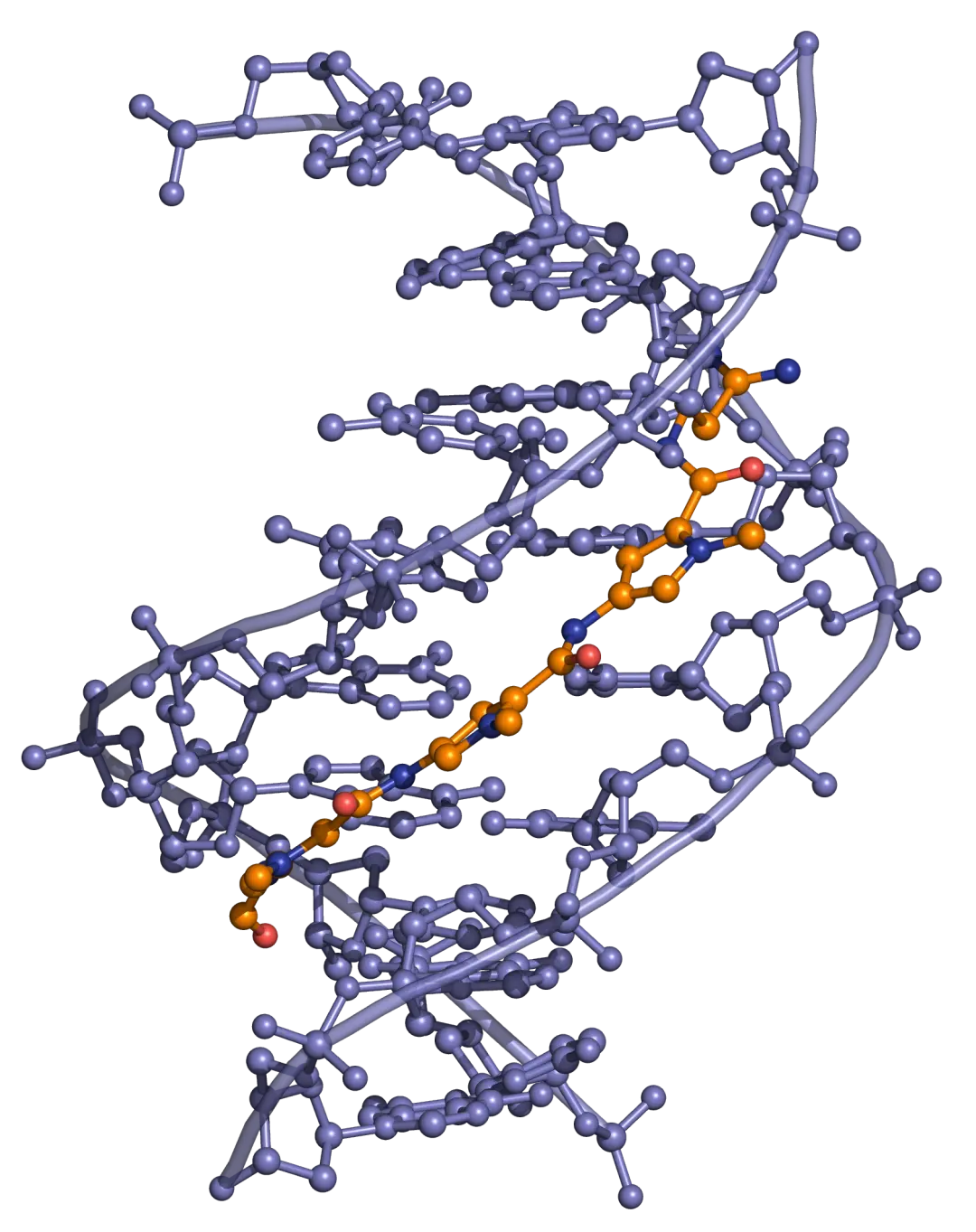 Distamycin DNA binding View from the three-dimensional structure of a complex between distamycin (orange) and a DNA duplex, showing the binding of distamycin in the minor groove.
