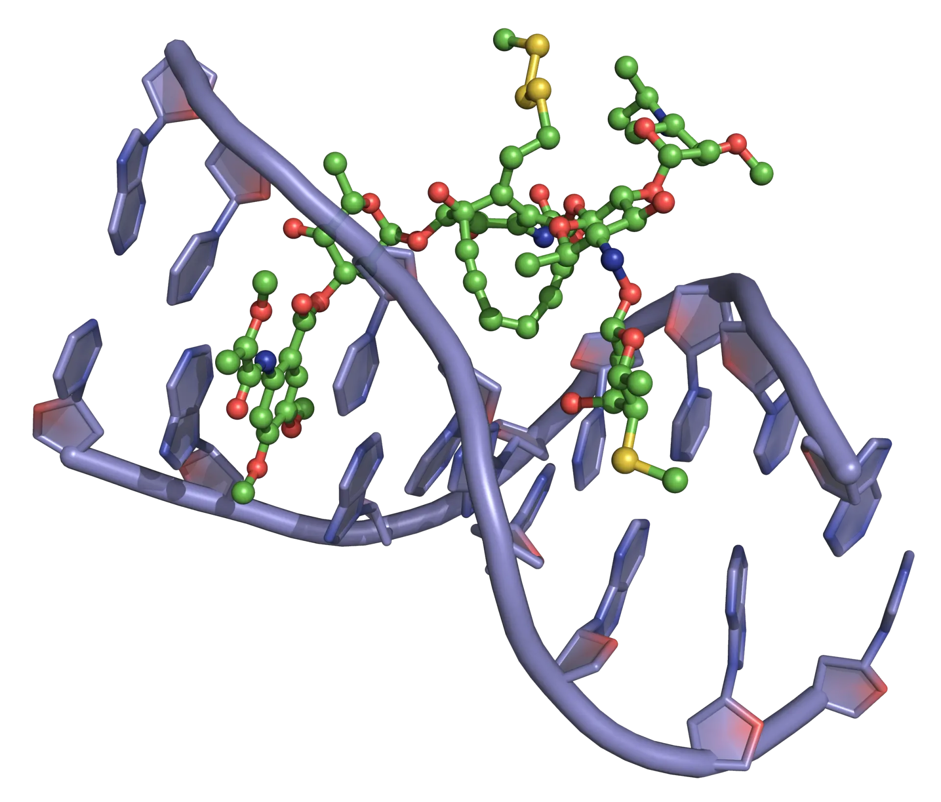 Esperamicin DNA binding View from the three-dimensional structure of a complex between esperamicin A1 (green) and a DNA duplex, showing the binding of esperamicin A1 in the minor groove of double-stranded DNA.