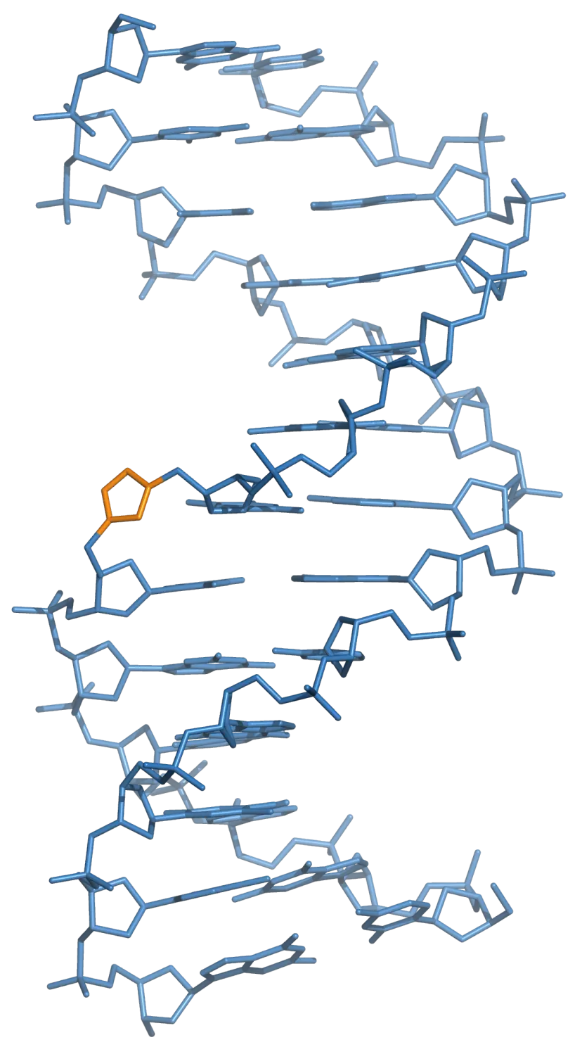 Three-dimensional structure of a triazole-linked DNA:DNA duplex One of the two DNA strands contains a single triazole linkage (coloured orange).